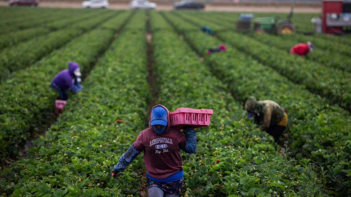 As temperatures get hotter, pesticides are more dangerous to farmworkers