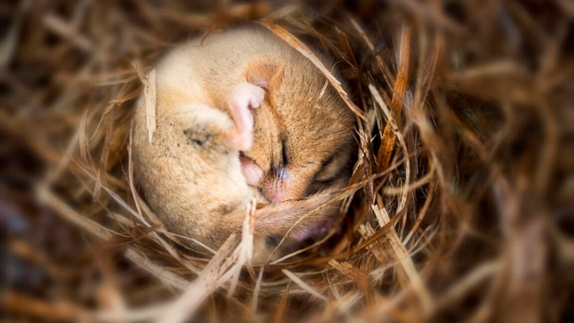 Hibernation causes major loss of synapses in mice, but memory retention persists