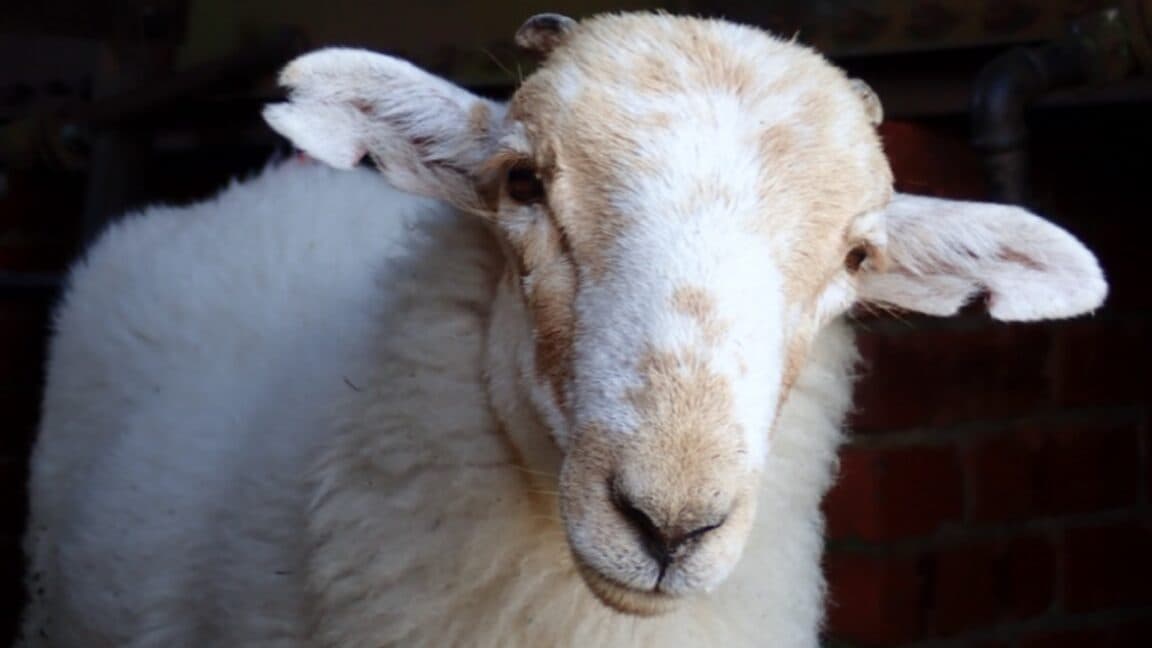 Medieval Manuscripts Reveal Genetic Traces of Historic Sheeppox Virus
