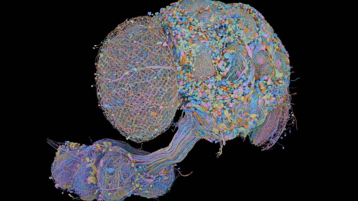 Scientists Complete Second Full Map of Fruit Fly Brain