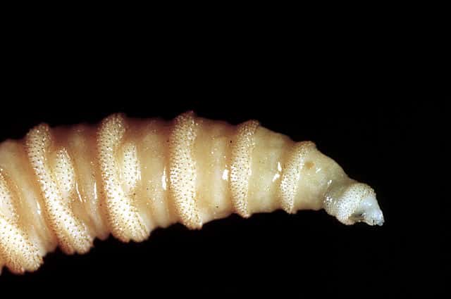 Flesh-eating screwworms infect over 500 humans in Mexico; six deaths reported
