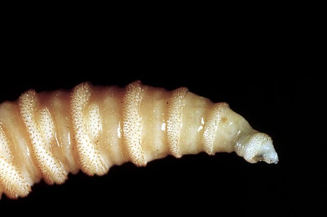 Flesh-eating screwworms infect over 500 humans in Mexico; six deaths reported