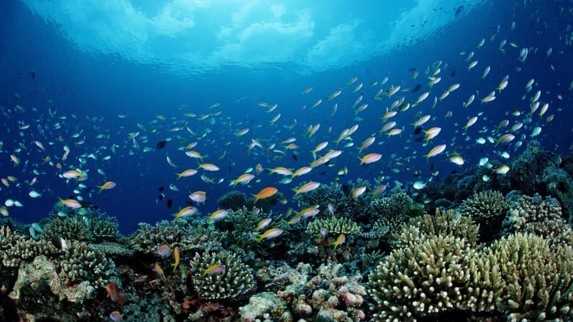 NOAA Prioriza la Pesca Comercial sobre la Conservación, Advierten Críticos