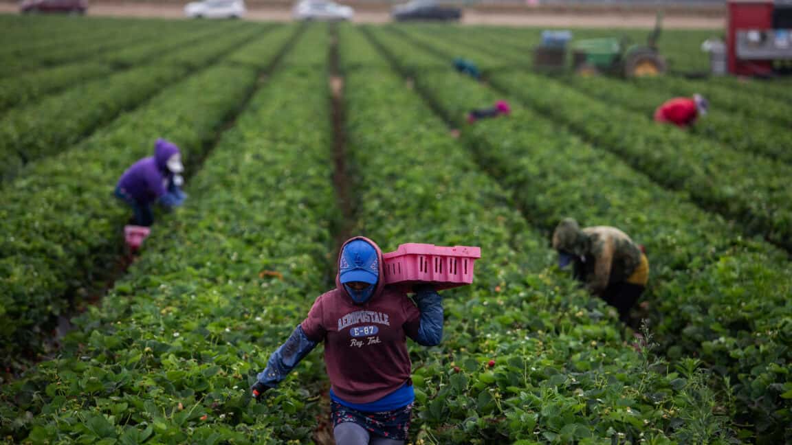A medida que suben las temperaturas, los pesticidas son más peligrosos para los trabajadores agrícolas