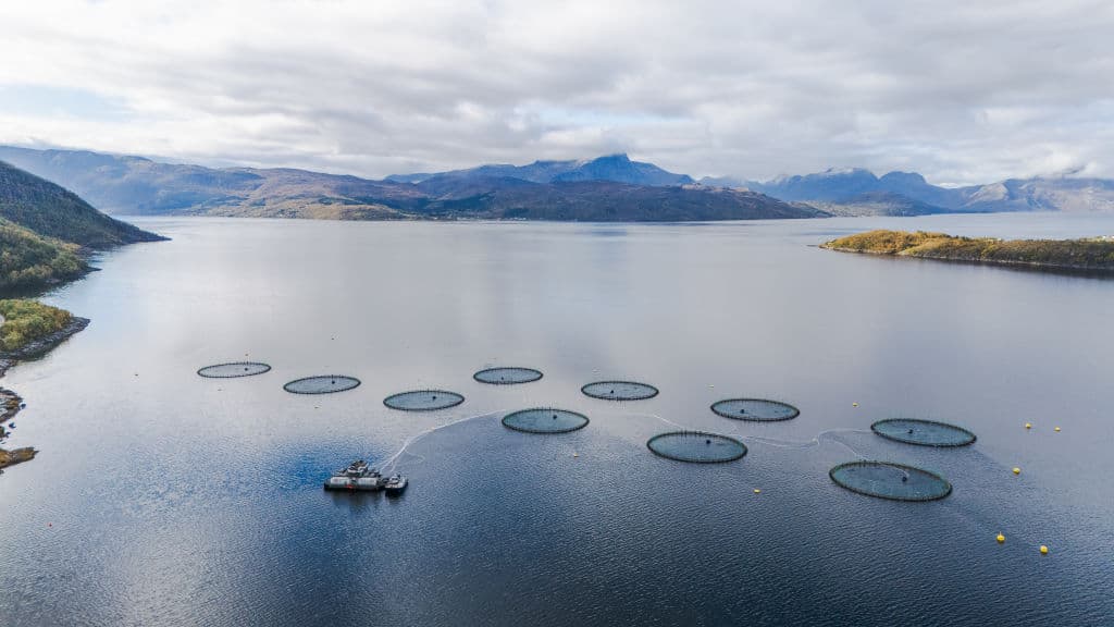 Farmed Salmon Nutritional Value May Be Declining, Research Indicates