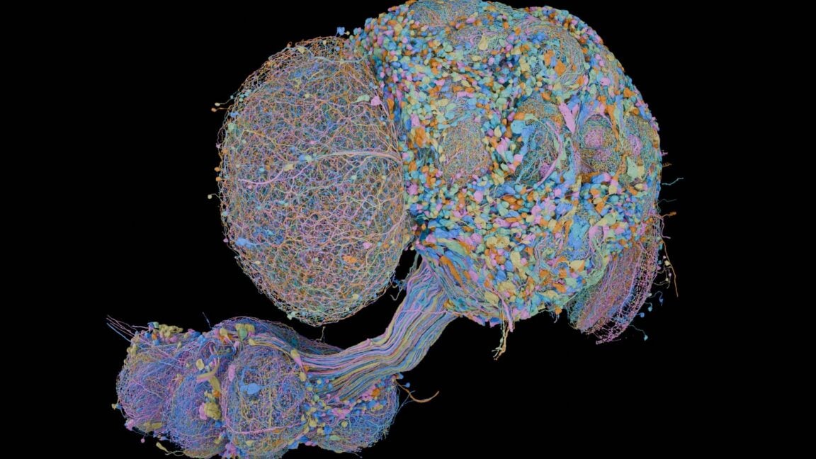 Scientists Complete Second Full Map of Fruit Fly Brain