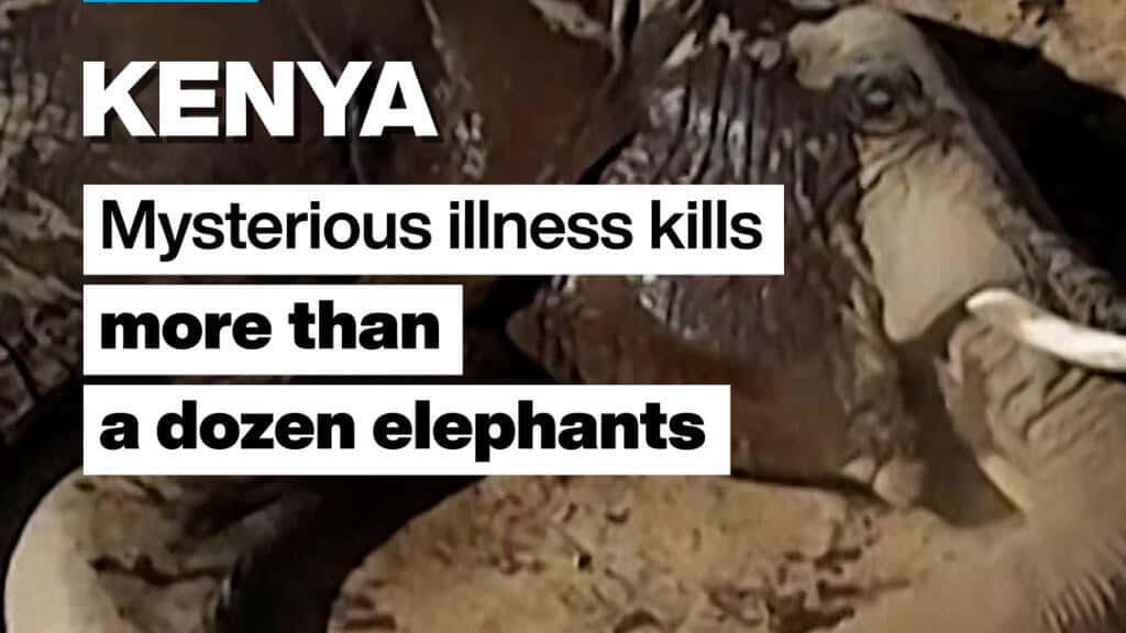 Kenya: Gizemli hastalık bir düzineden fazla fili öldürüyor