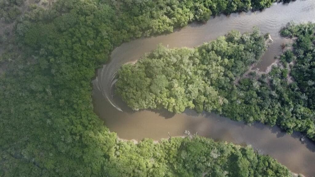 Lula's Re-election Raises Hopes for Amazon as Deforestation Reaches Record Low